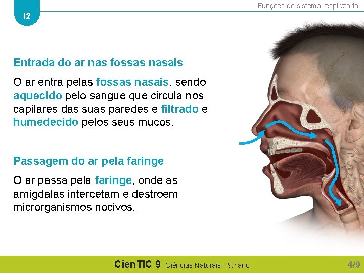 Funções do sistema respiratório I 2 Entrada do ar nas fossas nasais O ar