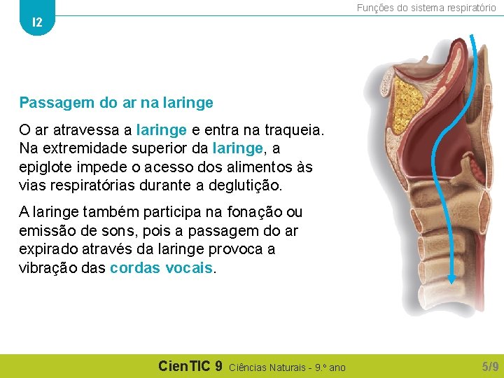 Funções do sistema respiratório I 2 Passagem do ar na laringe O ar atravessa