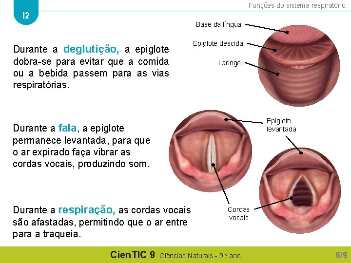 Funções do sistema respiratório I 2 Base da língua Durante a deglutição, a epiglote