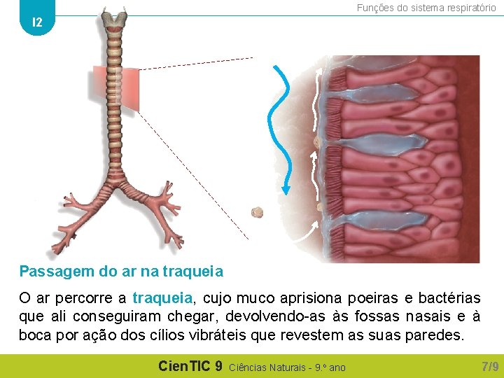 Funções do sistema respiratório I 2 Passagem do ar na traqueia O ar percorre