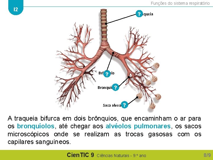 Funções do sistema respiratório I 2 Traqueia ? Brônquio ? Bronquíolo ? Saco alveolar
