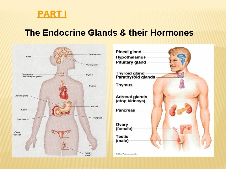PART I The Endocrine Glands & their Hormones PART I The Endocrine Glands & their Hormones
