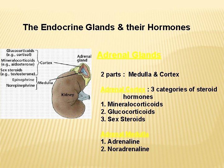 The Endocrine Glands & their Hormones Adrenal Glands 2 parts : Medulla & Cortex The Endocrine Glands & their Hormones Adrenal Glands 2 parts : Medulla & Cortex