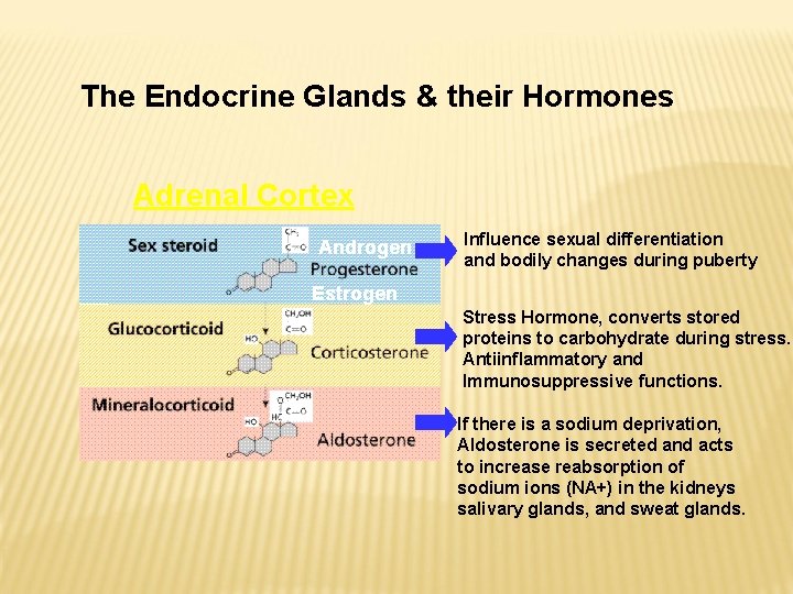 The Endocrine Glands & their Hormones Adrenal Cortex Androgen Influence sexual differentiation and bodily The Endocrine Glands & their Hormones Adrenal Cortex Androgen Influence sexual differentiation and bodily