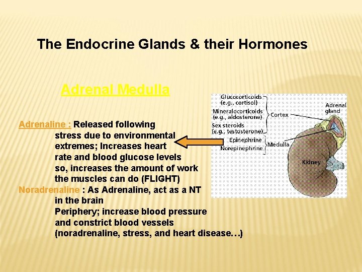 The Endocrine Glands & their Hormones Adrenal Medulla Adrenaline : Released following stress due The Endocrine Glands & their Hormones Adrenal Medulla Adrenaline : Released following stress due