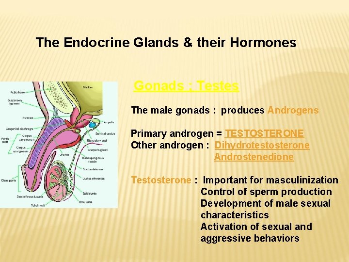 The Endocrine Glands & their Hormones Gonads ; Testes The male gonads : produces The Endocrine Glands & their Hormones Gonads ; Testes The male gonads : produces