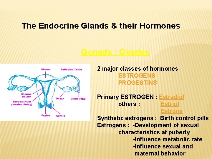 The Endocrine Glands & their Hormones Gonads ; Ovaries 2 major classes of hormones The Endocrine Glands & their Hormones Gonads ; Ovaries 2 major classes of hormones