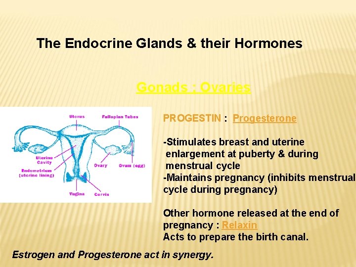 The Endocrine Glands & their Hormones Gonads ; Ovaries PROGESTIN : Progesterone -Stimulates breast The Endocrine Glands & their Hormones Gonads ; Ovaries PROGESTIN : Progesterone -Stimulates breast