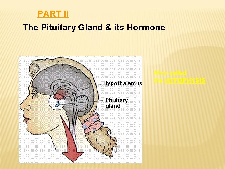 PART II The Pituitary Gland & its Hormone Also called the HYPOPHYSIS PART II The Pituitary Gland & its Hormone Also called the HYPOPHYSIS