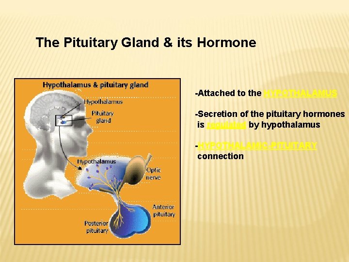 The Pituitary Gland & its Hormone -Attached to the HYPOTHALAMUS -Secretion of the pituitary The Pituitary Gland & its Hormone -Attached to the HYPOTHALAMUS -Secretion of the pituitary