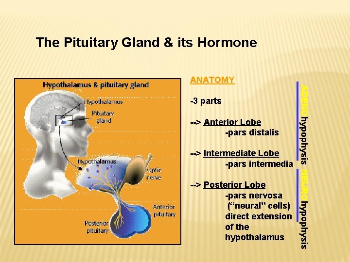 The Pituitary Gland & its Hormone ANATOMY --> Anterior Lobe -pars distalis --> Intermediate The Pituitary Gland & its Hormone ANATOMY --> Anterior Lobe -pars distalis --> Intermediate
