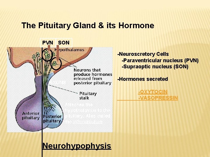 The Pituitary Gland & its Hormone PVN SON -Neuroscretory Cells -Paraventricular nucleus (PVN) -Supraoptic The Pituitary Gland & its Hormone PVN SON -Neuroscretory Cells -Paraventricular nucleus (PVN) -Supraoptic