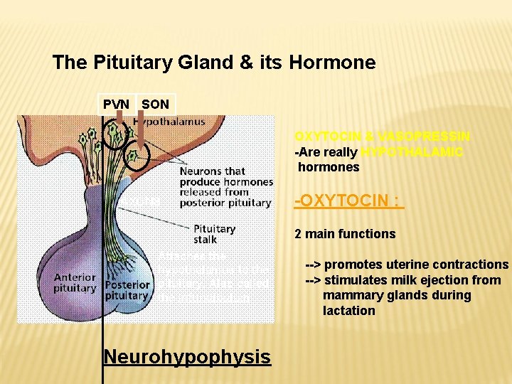 The Pituitary Gland & its Hormone PVN SON OXYTOCIN & VASOPRESSIN -Are really HYPOTHALAMIC The Pituitary Gland & its Hormone PVN SON OXYTOCIN & VASOPRESSIN -Are really HYPOTHALAMIC
