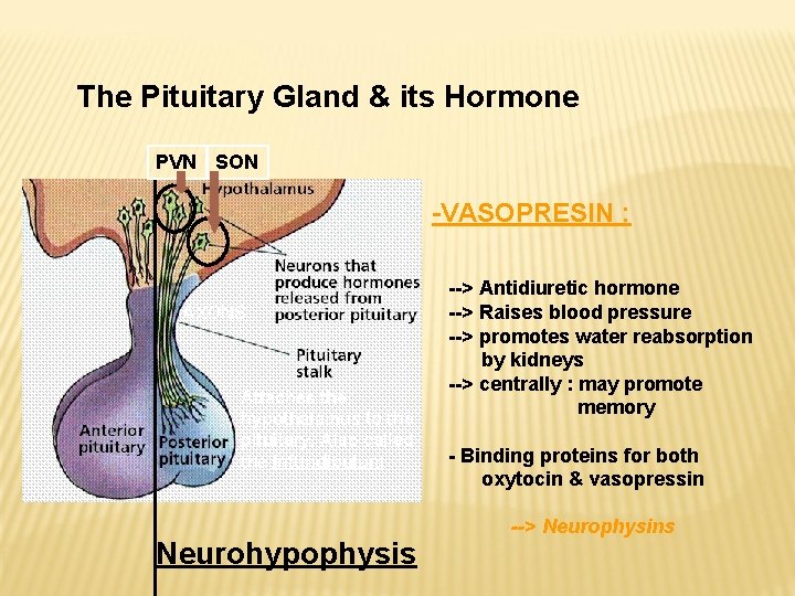 The Pituitary Gland & its Hormone PVN SON -VASOPRESIN : AXONS Attaches the hypothalamus The Pituitary Gland & its Hormone PVN SON -VASOPRESIN : AXONS Attaches the hypothalamus