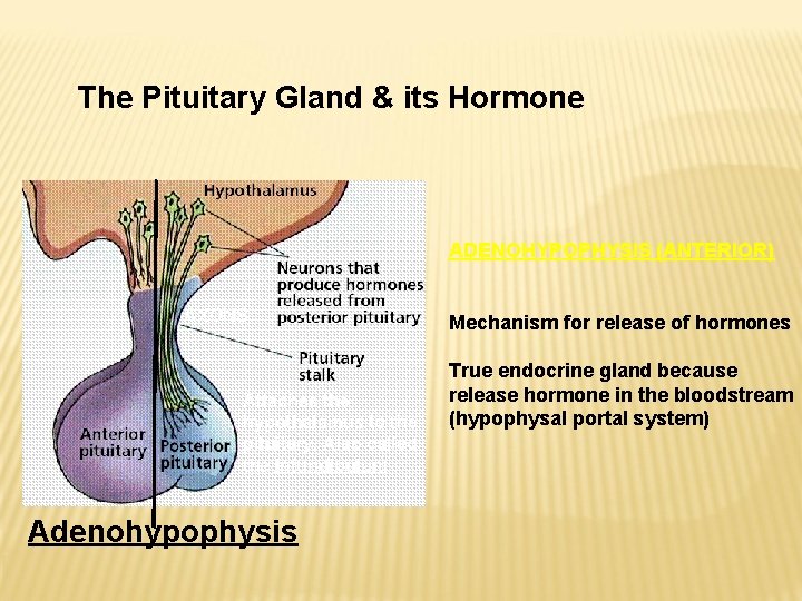 The Pituitary Gland & its Hormone ADENOHYPOPHYSIS (ANTERIOR) AXONS Attaches the hypothalamus to the The Pituitary Gland & its Hormone ADENOHYPOPHYSIS (ANTERIOR) AXONS Attaches the hypothalamus to the