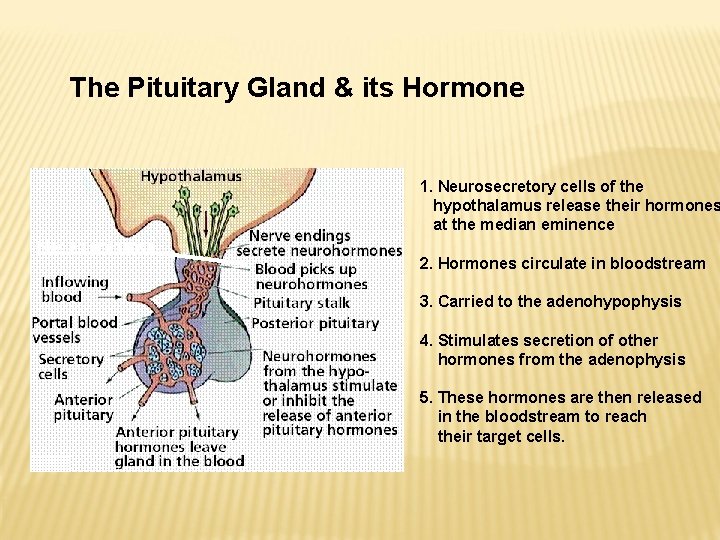 The Pituitary Gland & its Hormone 1. Neurosecretory cells of the hypothalamus release their The Pituitary Gland & its Hormone 1. Neurosecretory cells of the hypothalamus release their