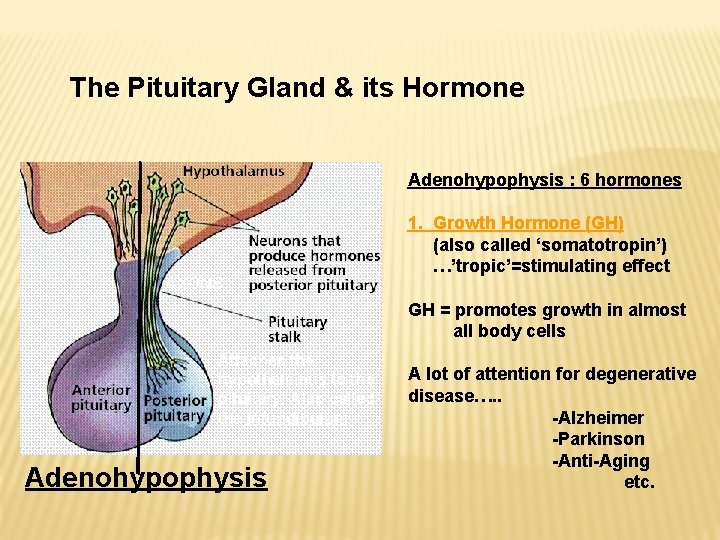 The Pituitary Gland & its Hormone Adenohypophysis : 6 hormones AXONS 1. Growth Hormone The Pituitary Gland & its Hormone Adenohypophysis : 6 hormones AXONS 1. Growth Hormone