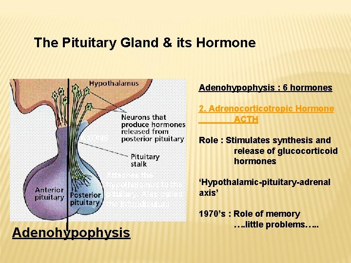 The Pituitary Gland & its Hormone Adenohypophysis : 6 hormones 2. Adrenocorticotropic Hormone ACTH The Pituitary Gland & its Hormone Adenohypophysis : 6 hormones 2. Adrenocorticotropic Hormone ACTH