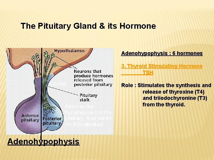 The Pituitary Gland & its Hormone Adenohypophysis : 6 hormones 3. Thyroid Stimulating Hormone The Pituitary Gland & its Hormone Adenohypophysis : 6 hormones 3. Thyroid Stimulating Hormone