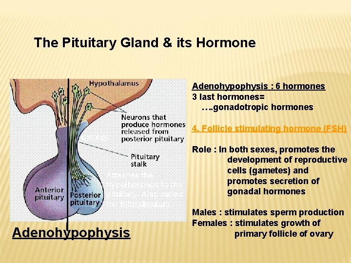 The Pituitary Gland & its Hormone Adenohypophysis : 6 hormones 3 last hormones= …. The Pituitary Gland & its Hormone Adenohypophysis : 6 hormones 3 last hormones= ….