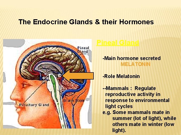 The Endocrine Glands & their Hormones Pineal Gland -Main hormone secreted MELATONIN -Role Melatonin The Endocrine Glands & their Hormones Pineal Gland -Main hormone secreted MELATONIN -Role Melatonin