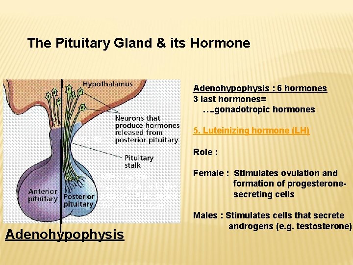 The Pituitary Gland & its Hormone Adenohypophysis : 6 hormones 3 last hormones= …. The Pituitary Gland & its Hormone Adenohypophysis : 6 hormones 3 last hormones= ….