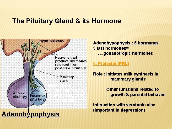 The Pituitary Gland & its Hormone Adenohypophysis : 6 hormones 3 last hormones= …. The Pituitary Gland & its Hormone Adenohypophysis : 6 hormones 3 last hormones= ….
