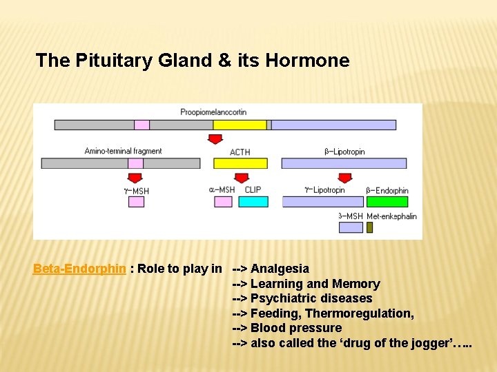 The Pituitary Gland & its Hormone Beta-Endorphin : Role to play in --> Analgesia The Pituitary Gland & its Hormone Beta-Endorphin : Role to play in --> Analgesia