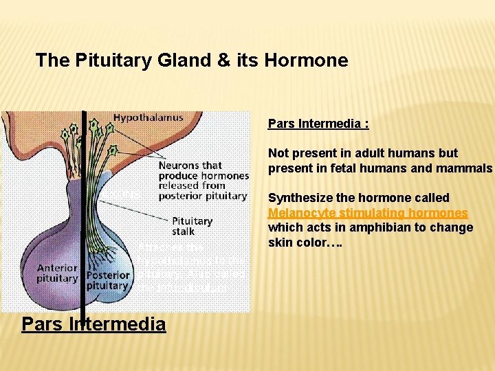 The Pituitary Gland & its Hormone Pars Intermedia : Not present in adult humans The Pituitary Gland & its Hormone Pars Intermedia : Not present in adult humans