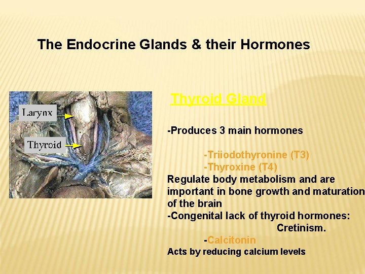 The Endocrine Glands & their Hormones Thyroid Gland -Produces 3 main hormones -Triiodothyronine (T The Endocrine Glands & their Hormones Thyroid Gland -Produces 3 main hormones -Triiodothyronine (T