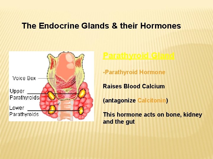 The Endocrine Glands & their Hormones Parathyroid Gland -Parathyroid Hormone Raises Blood Calcium (antagonize The Endocrine Glands & their Hormones Parathyroid Gland -Parathyroid Hormone Raises Blood Calcium (antagonize
