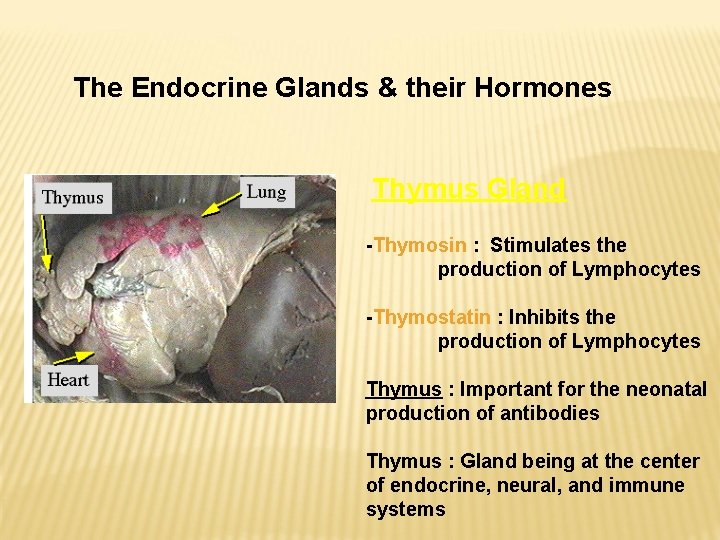 The Endocrine Glands & their Hormones Thymus Gland -Thymosin : Stimulates the production of The Endocrine Glands & their Hormones Thymus Gland -Thymosin : Stimulates the production of