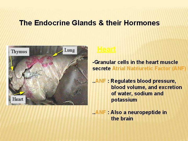 The Endocrine Glands & their Hormones Heart -Granular cells in the heart muscle secrete The Endocrine Glands & their Hormones Heart -Granular cells in the heart muscle secrete