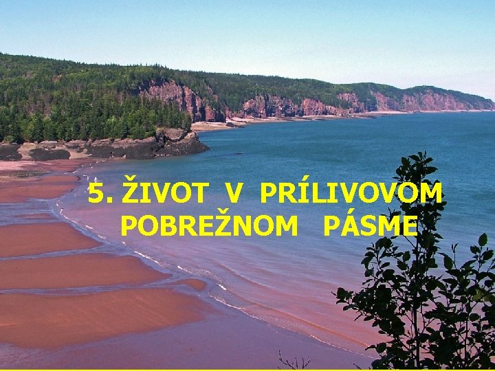 5. ŽIVOT V PRÍLIVOVOM POBREŽNOM PÁSME 