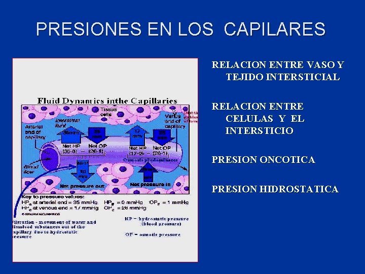 PRESIONES EN LOS CAPILARES RELACION ENTRE VASO Y TEJIDO INTERSTICIAL RELACION ENTRE CELULAS Y