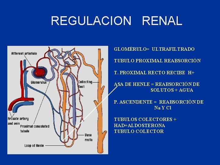 REGULACION RENAL GLOMÉRULO= ULTRAFILTRADO TUBULO PROXIMAL REABSORCIÓN T. PROXIMAL RECTO RECIBE H+ ASA DE