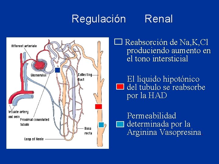 Regulación Renal Reabsorción de Na, K, Cl produciendo aumento en el tono intersticial El