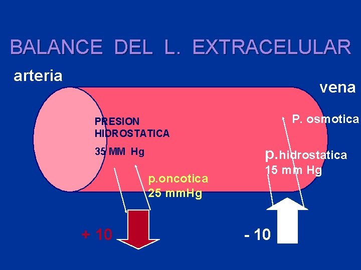 BALANCE DEL L. EXTRACELULAR arteria vena P. osmotica PRESION HIDROSTATICA p. hidrostatica 35 MM