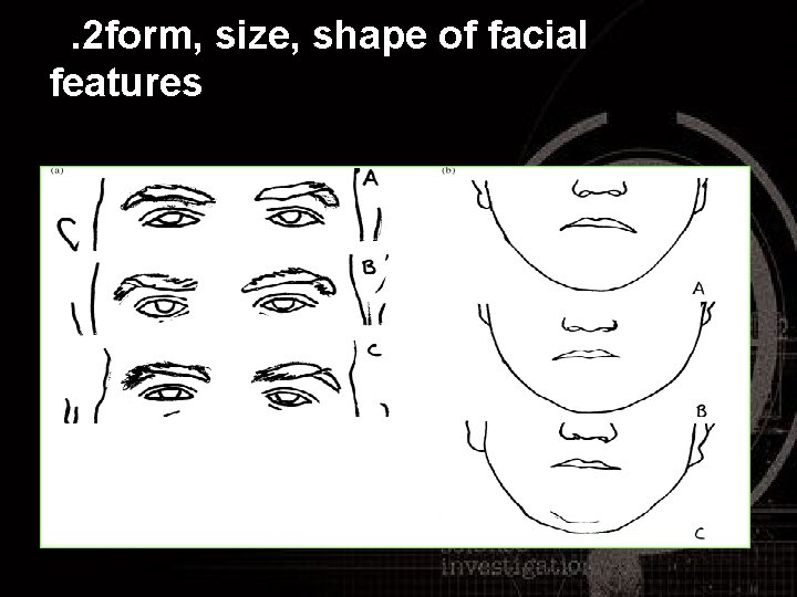 . 2 form, size, shape of facial features 