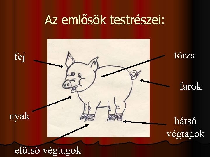 Az emlősök testrészei: fej törzs farok nyak elülső végtagok hátsó végtagok 