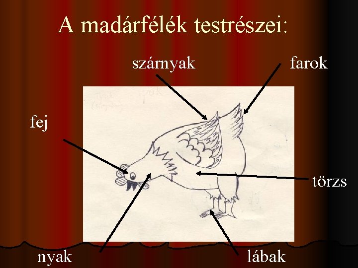 A madárfélék testrészei: szárnyak farok fej törzs nyak lábak 