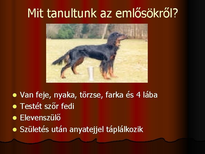 Mit tanultunk az emlősökről? Van feje, nyaka, törzse, farka és 4 lába l Testét