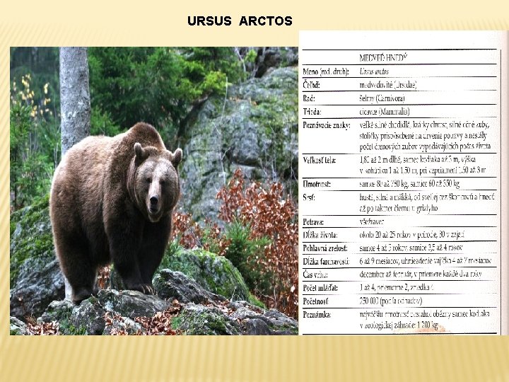 URSUS ARCTOS 