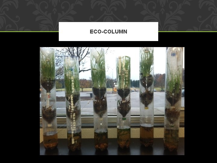 SPECIES INTERACTIONS AND COMMUNITY ECOLOGY THE BIG IDEA