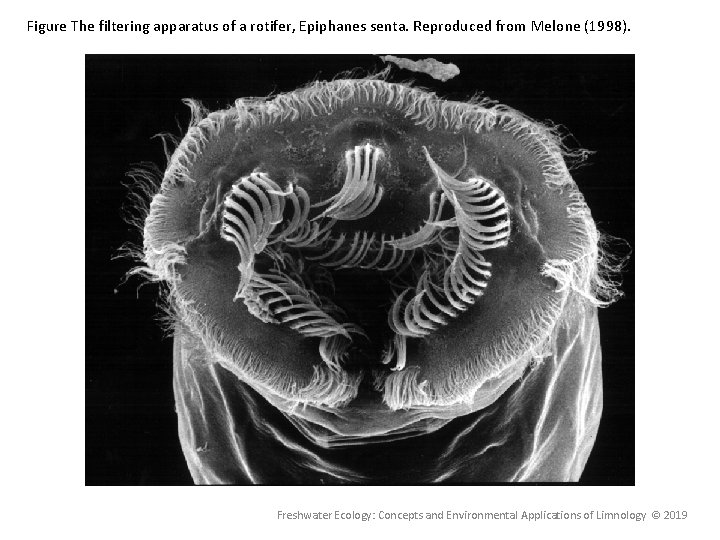 Figure The filtering apparatus of a rotifer, Epiphanes senta. Reproduced from Melone (1998). Freshwater