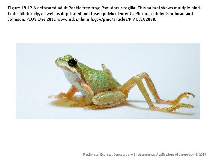 Figure 19. 12 A deformed adult Pacific tree frog, Pseudacris regilla. This animal shows