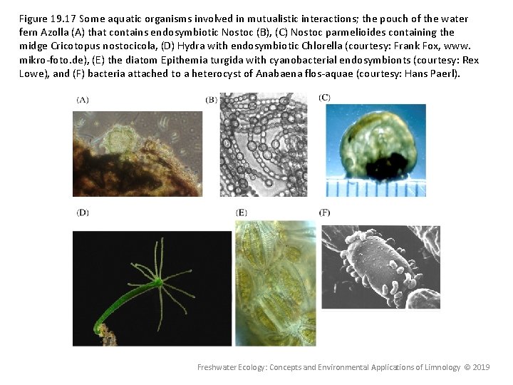 Figure 19. 17 Some aquatic organisms involved in mutualistic interactions; the pouch of the