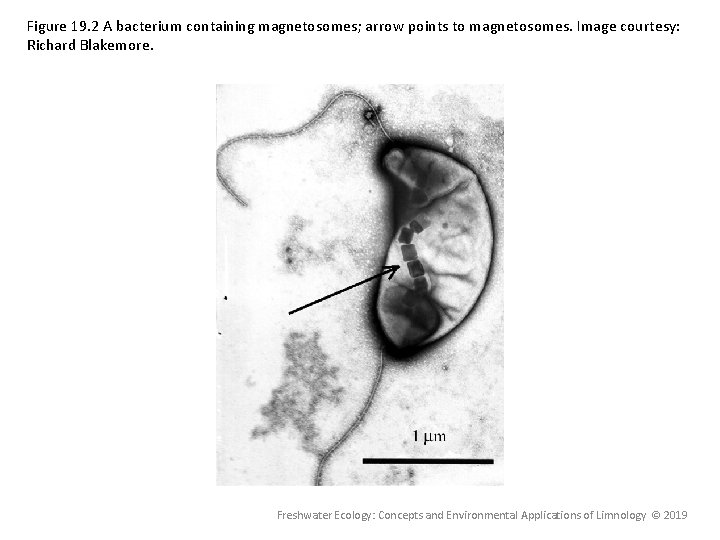 Figure 19. 2 A bacterium containing magnetosomes; arrow points to magnetosomes. Image courtesy: Richard