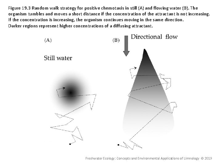 Figure 19. 3 Random walk strategy for positive chemotaxis in still (A) and flowing