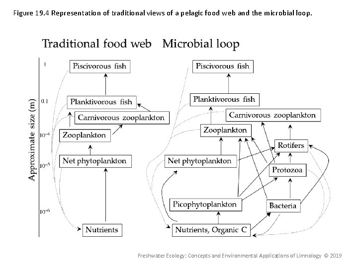 Figure 19. 4 Representation of traditional views of a pelagic food web and the